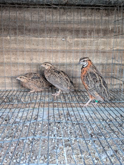 Codorniz Africana - Coturnix Delegorguei