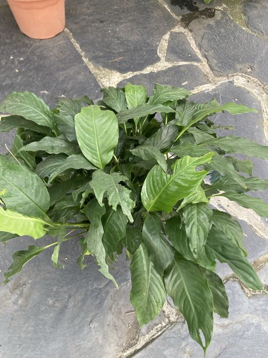 Lirio da paz planta ultima unidade