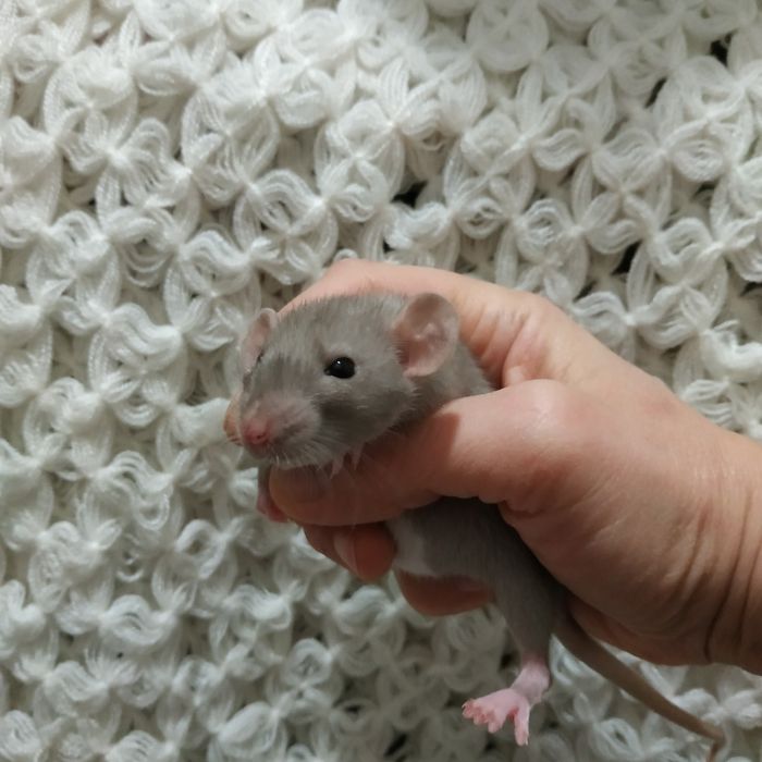 крысята декоративные домашние в Харькове возле метро купить  крыса