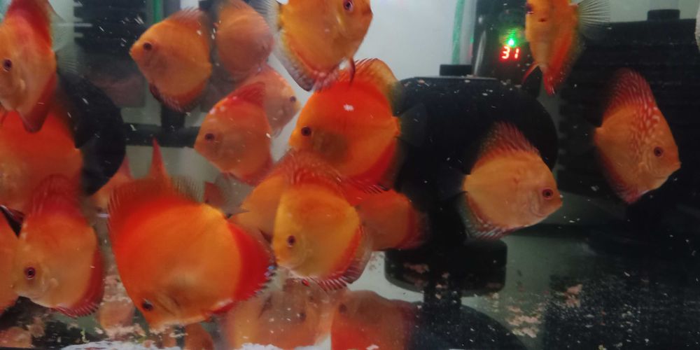 GB Dyskowce SOLID RED 7cm