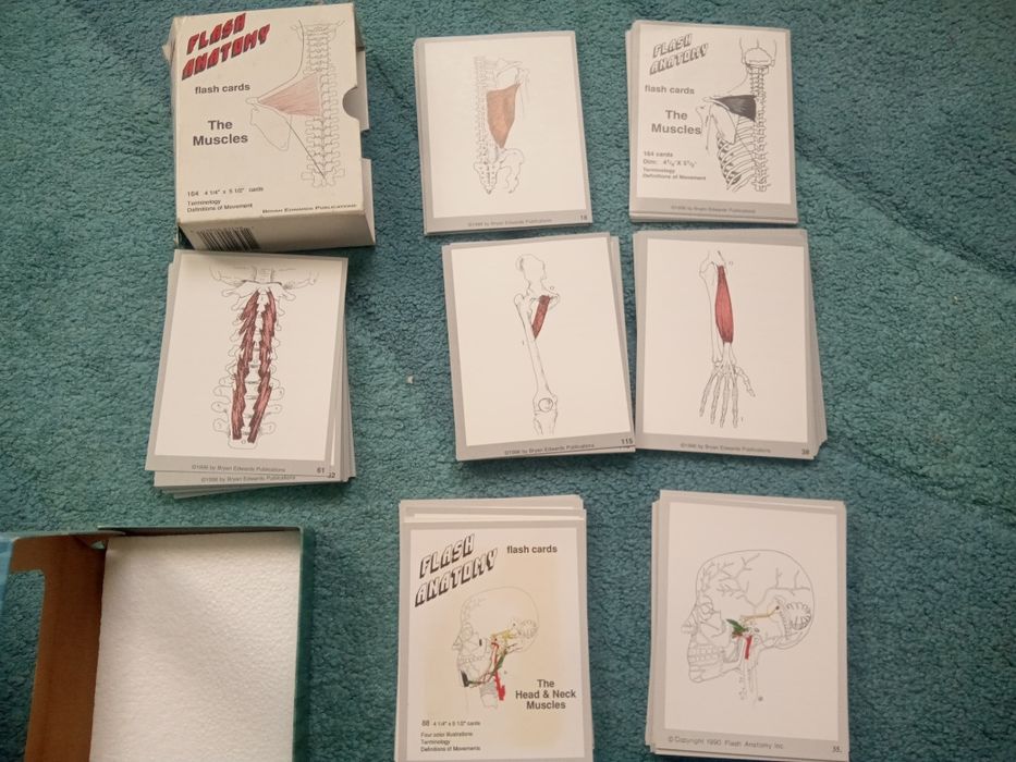 Карточки на английском языке анатомия человека