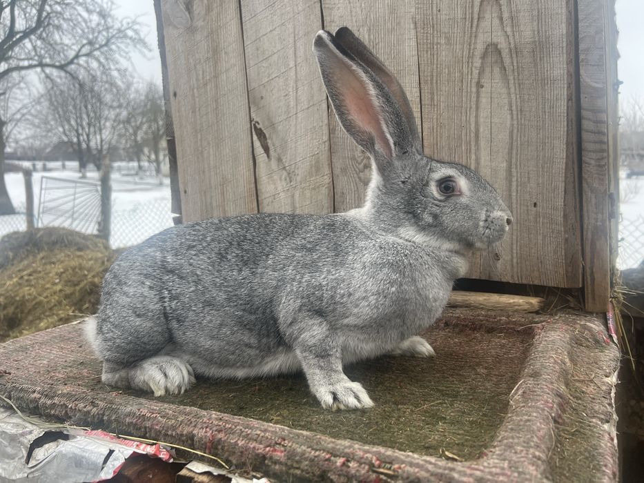 Продам кролики породи Шиншила