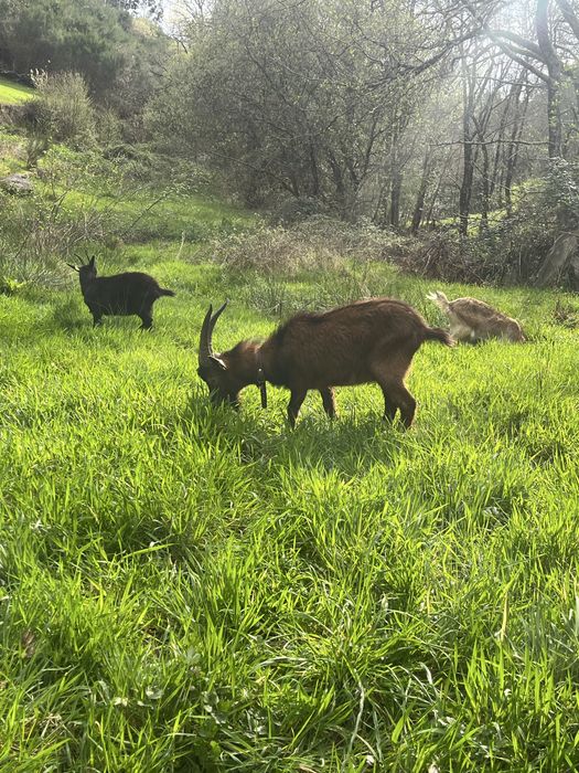 Cabras para Venda