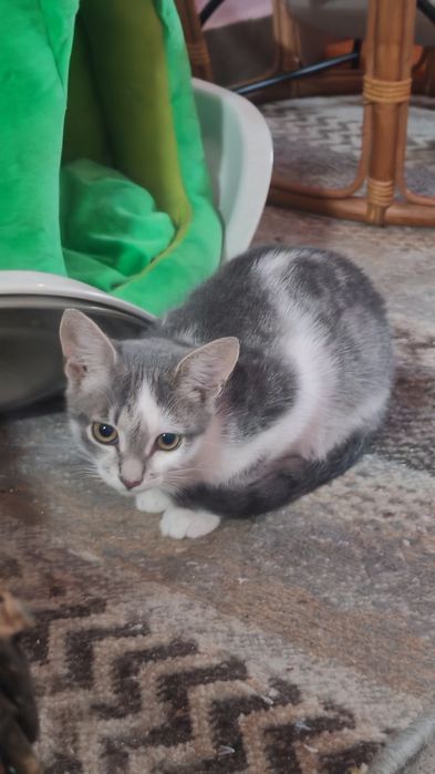 Котята в любящие семьи!
