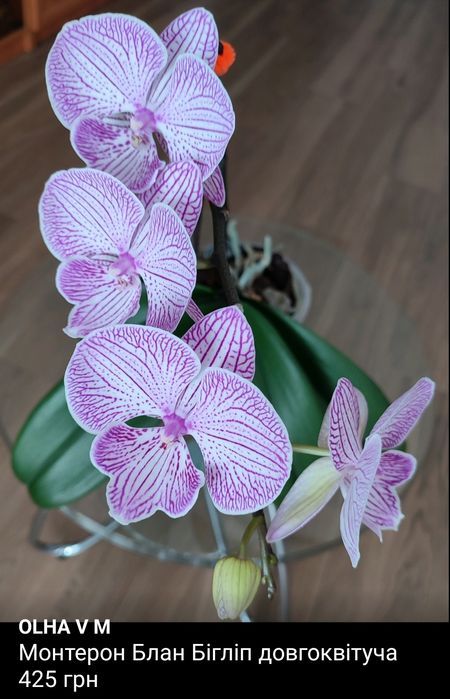 Орхідея Фаленопсис Біг лип квітуча сортова домашня - на фото оригінал