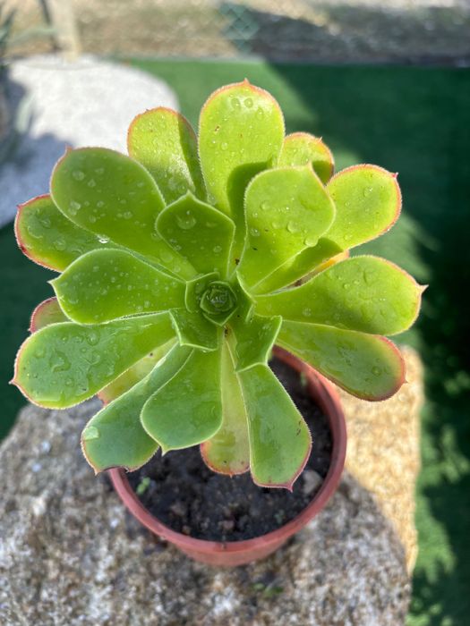 Suculentas  Aeonium  preço 1€