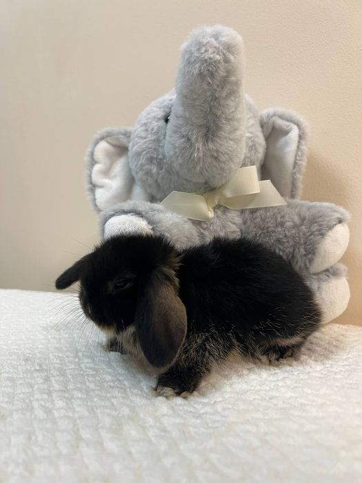 Декоративний кролик , окрас чорний оттер