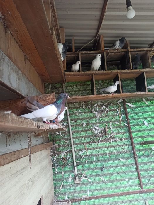 Gołębie okazja zapraszam