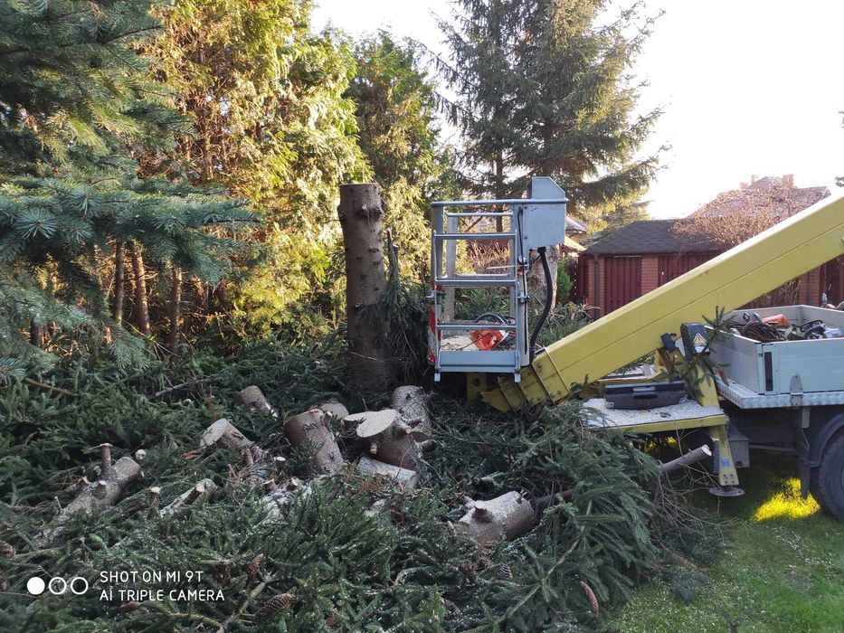 Wycinka drzew / rębak do gałęzi / czyszczenie działek / frezowanie pni