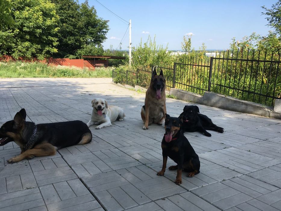 В'язка собака кобель