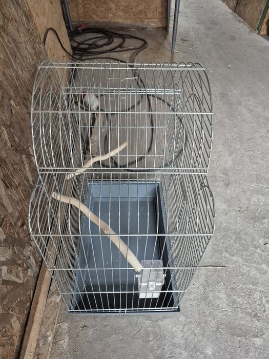 Dla papug duża klatka