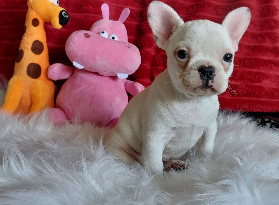 Bulldog francês menina