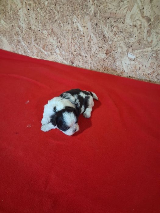 Shih tzu ( macho)