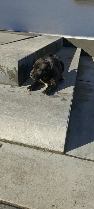 Amstaff Standard szczeniak miot B
