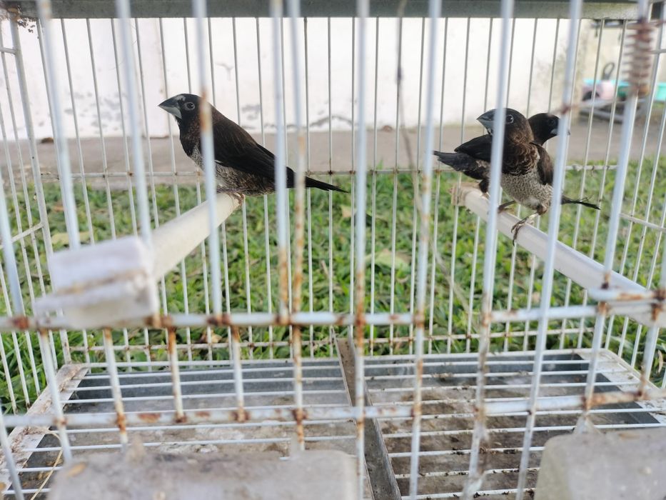 Exóticos disponíveis