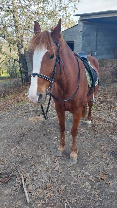 Égua montada com livro azul