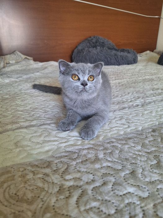 Scottish  fold  fêmea