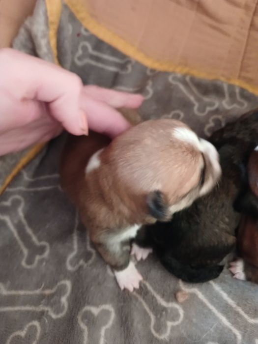 Бронювання чіхуашок