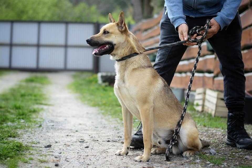 Piękny pies bez jednego oczka szuka domu