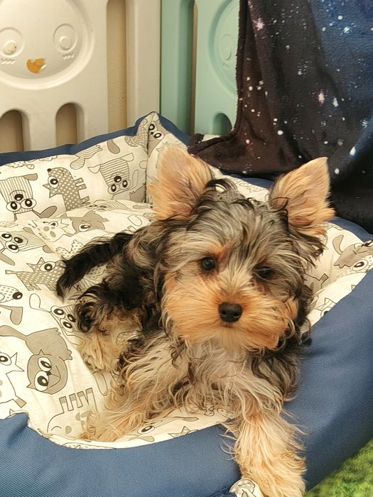 Yorkshire terrier wyjątkowy charakter