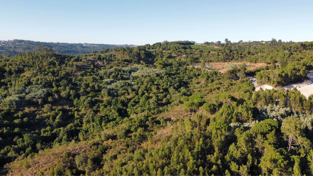 Terreno com 16 hectares para aviários, vinha ou paineis fotovoltaicos