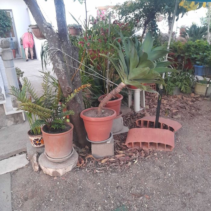 Plantas e flores