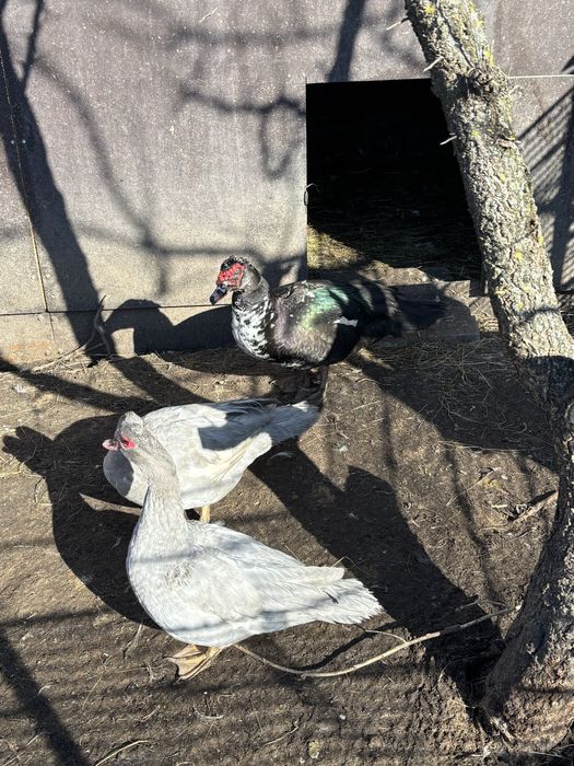 Качур і 2 уточки