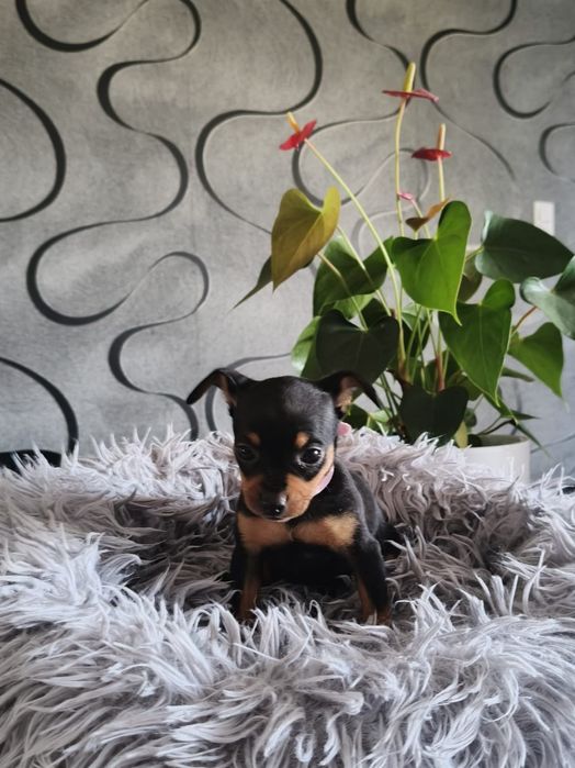 Ratlerek Ratlerki, pinczer pinczerki