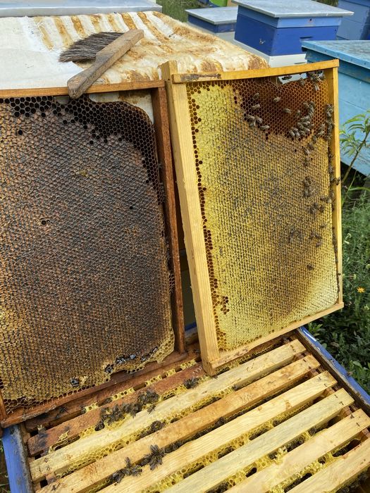 Продам бджолопакети Карніка