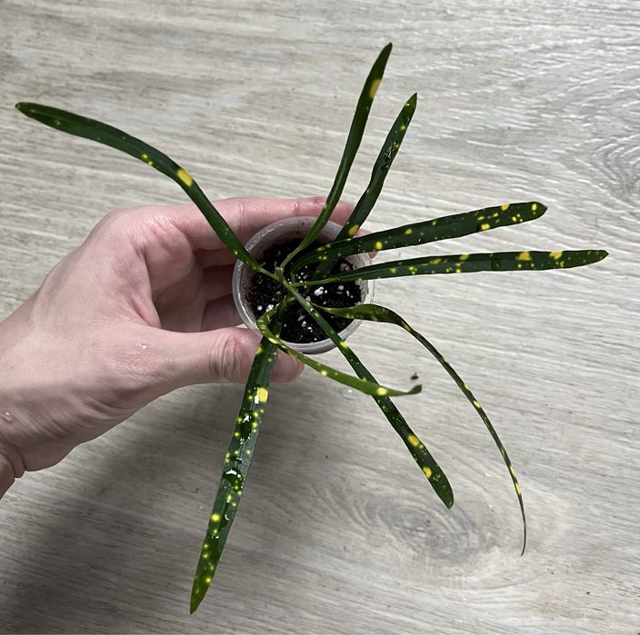 Кротон пунктатум кодеум бризки шампанського