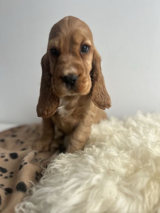 Cocker spaniel angielski