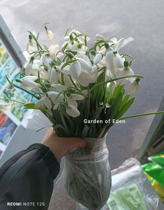 Голлантус крупноцветковый Elwesii Polar Bear. Первоцвет
Эффектный сорт