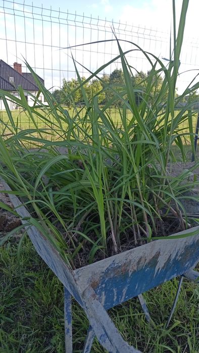 Miskant olbrzymi (Miscanthus × giganteus)