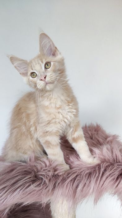 Maine Coon kocur już do odbioru