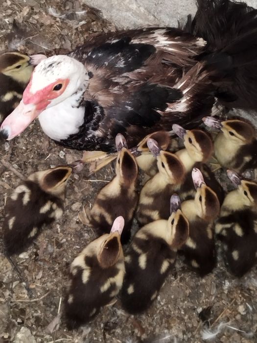 Vendo patos com 1 mês ( nascidos a 9 de julho)