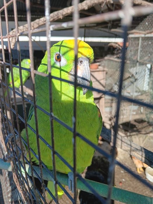 Papagaio ochrocephalo