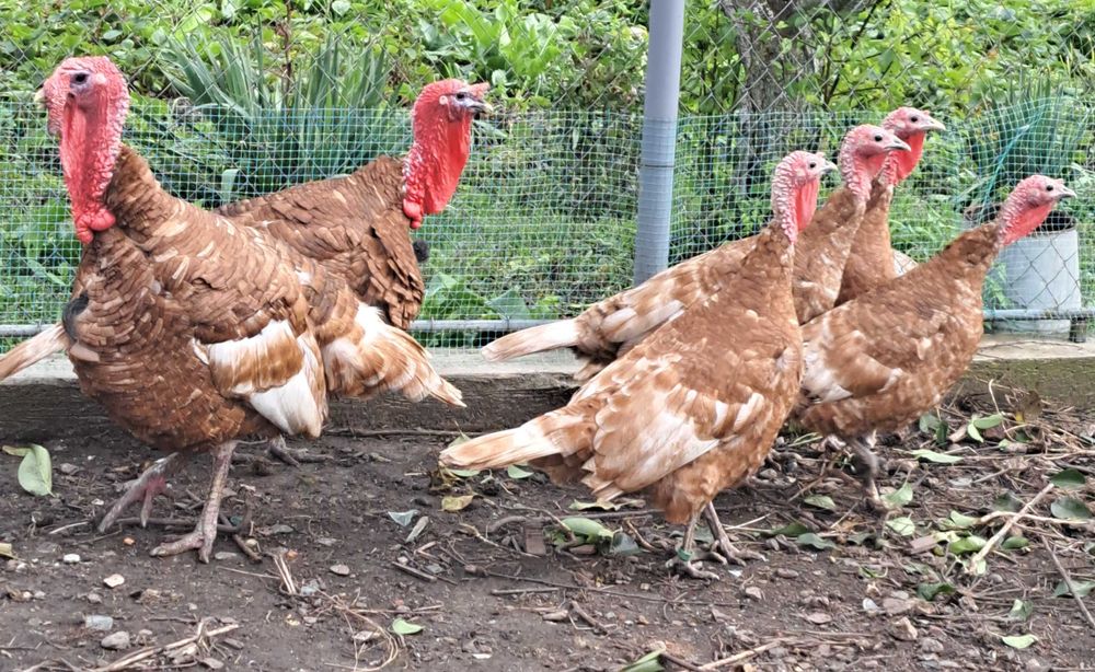 Сім'я індиків - червоний бурбон.