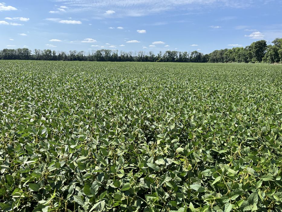 Посівний матеріал сої, високоурожайний,перша репродукція. Каліброване