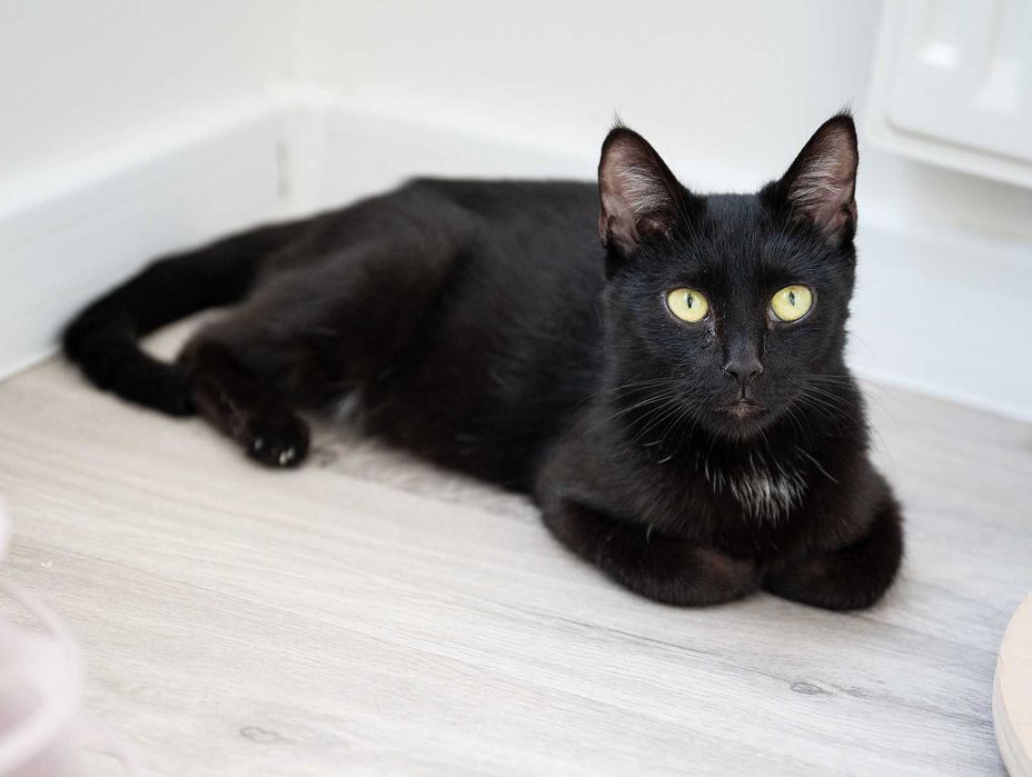 Kotka do adopcji - AVA, 2 lata