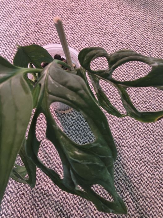 Monstera indonesian marble