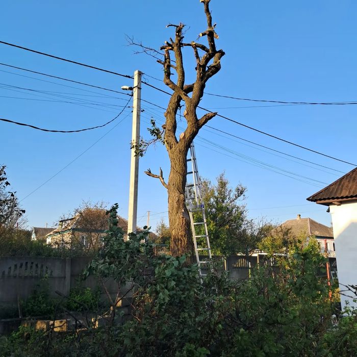 Спил деревьев. Спил деревьев.  Расчистка участков.