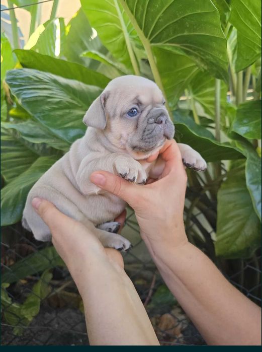 Bulldog francês lilac menina  . Top