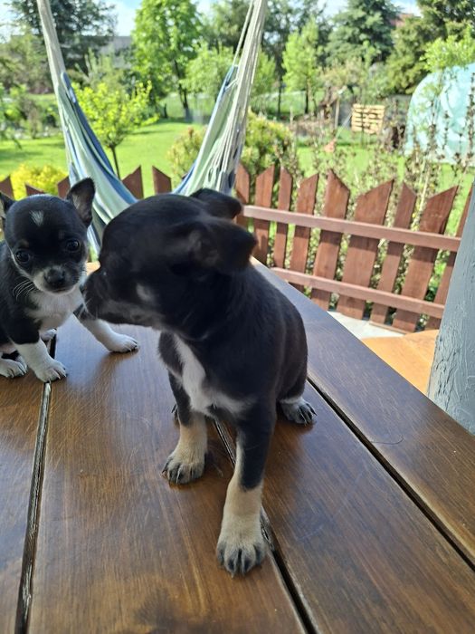 Chihuahua maleńka