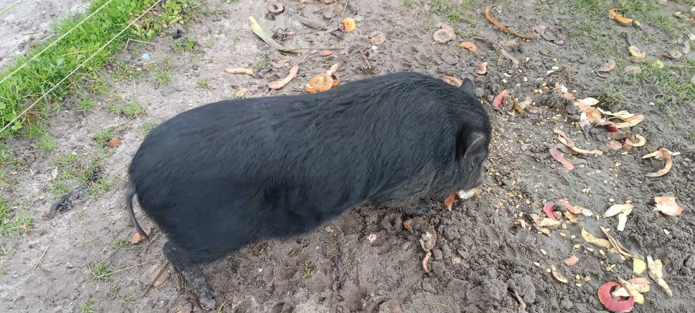 Porco Vietnamita ( com um ano)