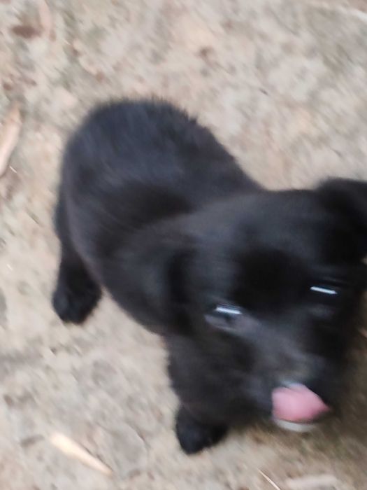 cachorrinho macho Augusto para adoção por quem vacinar, tiver espaço,etc.