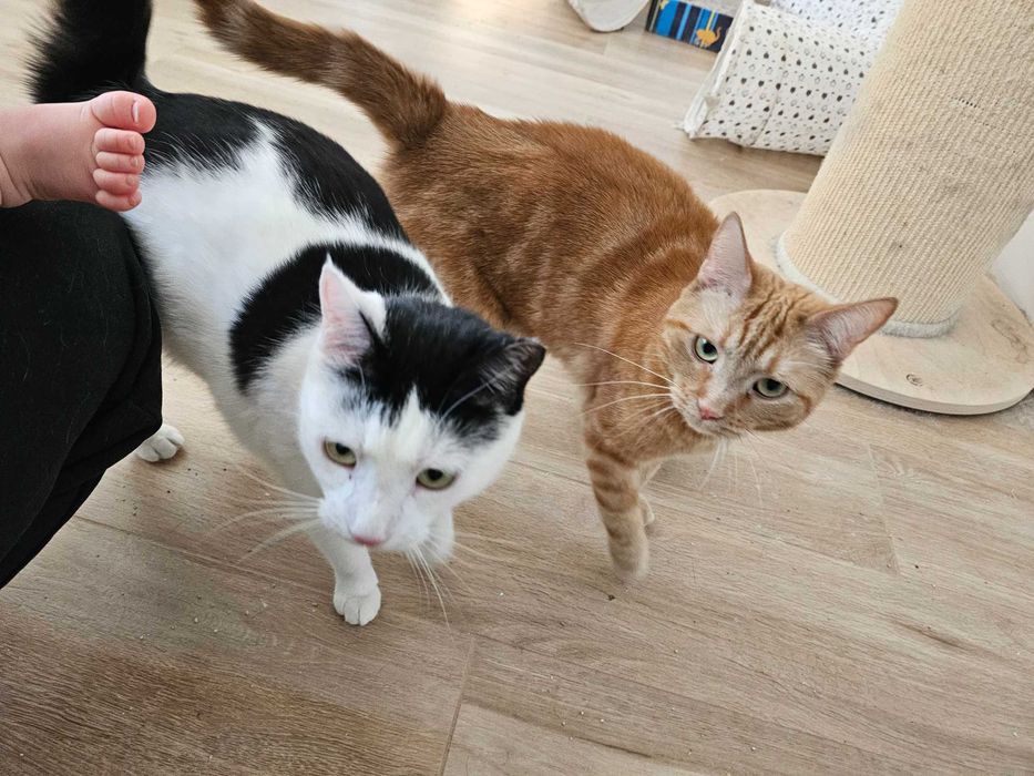 Nieśmiała kotka do adopcji