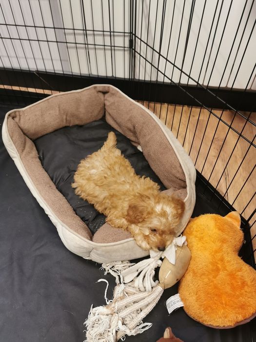 Piesek Bolek - pudel miniatura ZHPR UCI