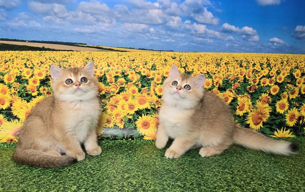 Сладкая парочка- золотые котята