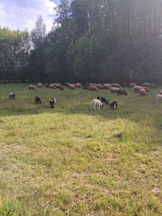 Jagniaki dorper mieszańce