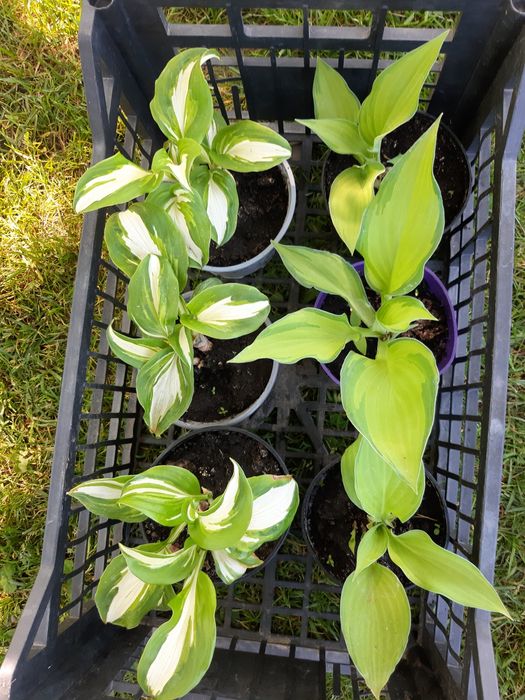 Funkia/hosta - pakiet 6 sztuk